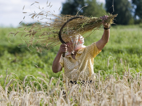 ‘European Agriculture Face Problems and Belarus — Successes’. Global  Rankings Expose Truths Behind MP Gaidukevich’s Words