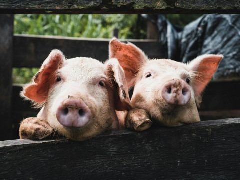 Did Lukashenko save Belarus’ pig farming industry? Belstat's figures challenge BelTA's narrative