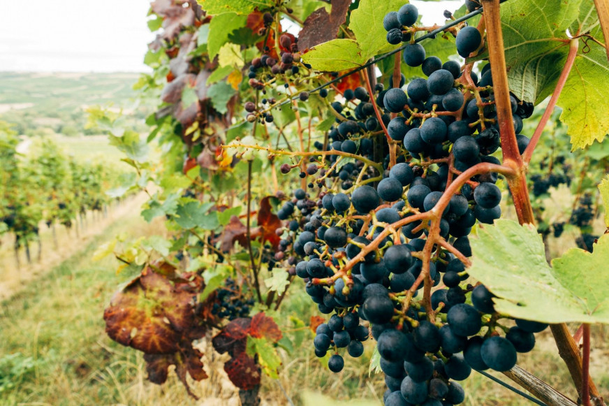“Europe doesn’t want them”: is it true the EU refuses to buy Moldovan wine and fruit?