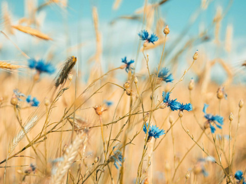 «Ситуация в корне изменилась». Как «СБ. Беларусь сегодня» приписала Лукашенко рост урожайности зерна