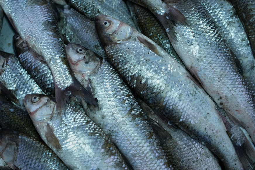 «Будем сыты…» Почему выводы госсми об успехах беларусского рыбоводства — уловка